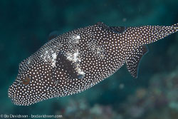 BD-130714-Maldives-0628-Arothron-meleagris-(Anonymous.-1798)-[Guineafowl-puffer].jpg